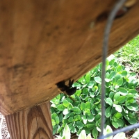 Carpenter Bee