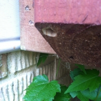 Carpenter Bee Hole in Deck Rail