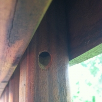 Carpenter Bee Hole