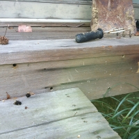 Carpenter Bee Holes in Desk Stairs