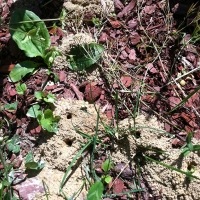 Ground Bees