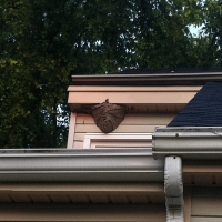 Hornet Globe