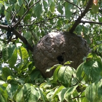 Hornet Globe