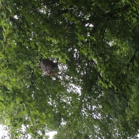 Baldfaced Hornet Globe