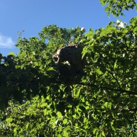 Baldfaced Hornet Globe