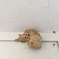 Mud Dauber Nest