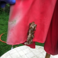 Wasp Nest on an Umbrella