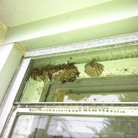 Wasp Nest