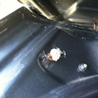 Wasp building a nest inside a car door
